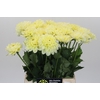 Dahlia Hilda Special