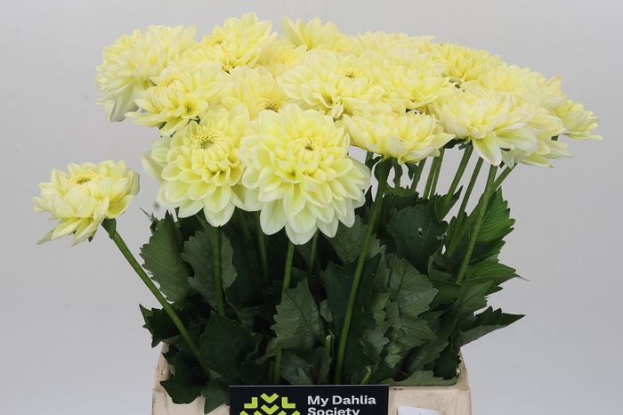 Dahlia Hilda Special