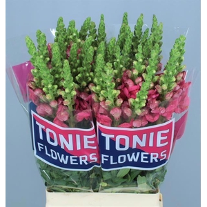 ANTIR AVIGNON CHERRY ROSE