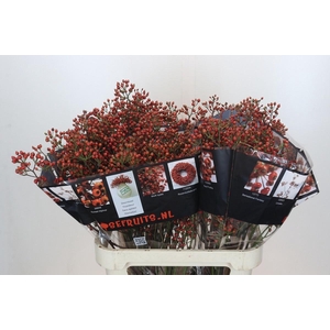 ROZENBOTTEL AUTUMN ROSEFRUITS*