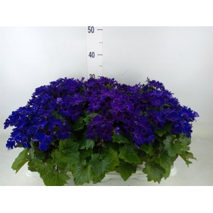 Pericallis cr. 'Senetti Blue Deep'