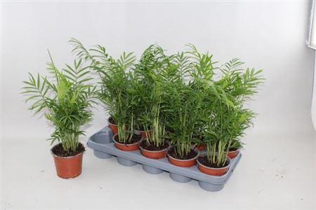<h4>Chamaed Elegans</h4>