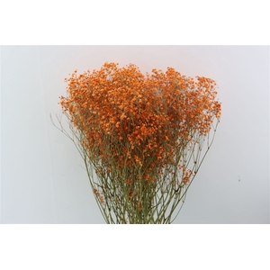 Dried Gyps Orange Bunch