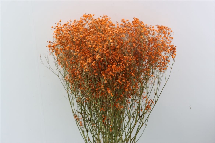 <h4>Dried Gyps Orange Bunch</h4>