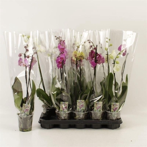 PHAL GEM 6 KL
