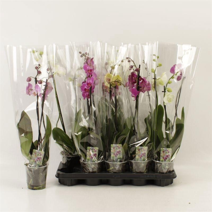 <h4>PHAL GEM 6 KL</h4>