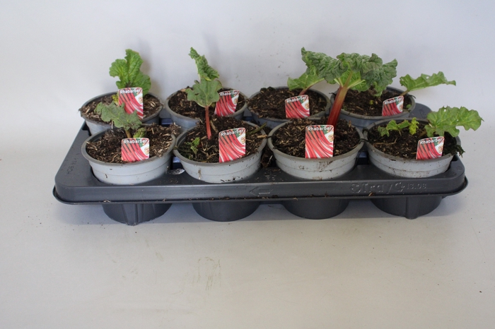 <h4>Rabarber 13cm</h4>