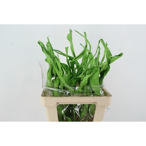 DF Strelitzia Leaf Apple Green