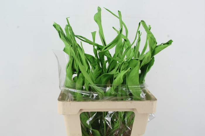 <h4>DF Strelitzia Leaf Apple Green</h4>