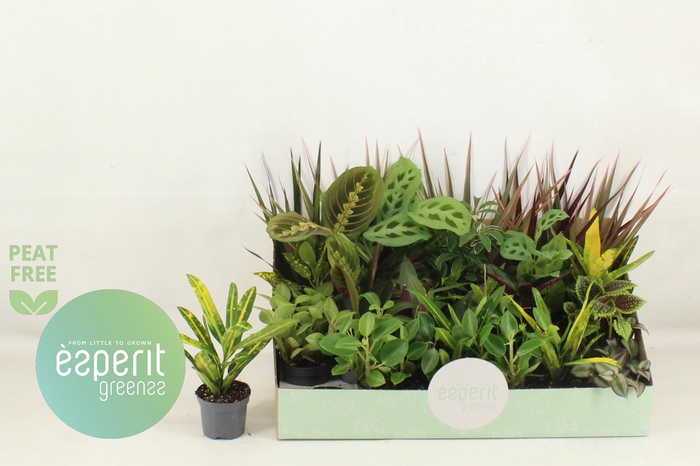 <h4>KAMERPL GEM OV</h4>