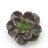 Echeveria Melaco Cutflower Wincx-5cm