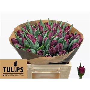 Tu Du Alison Bradley