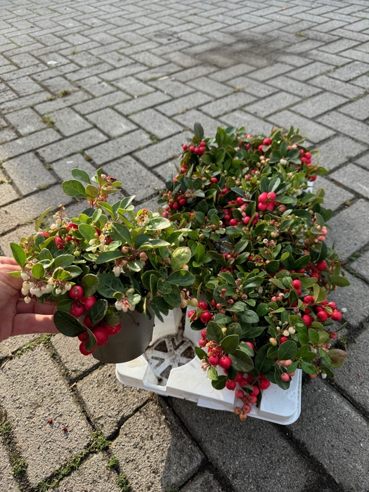 Gaultheria procumbens 'Winterpearls'