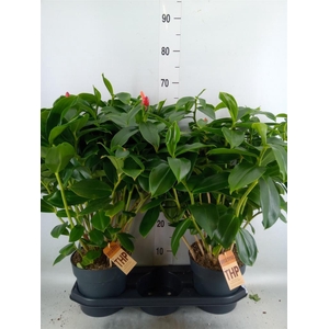 Planten   ...green L%