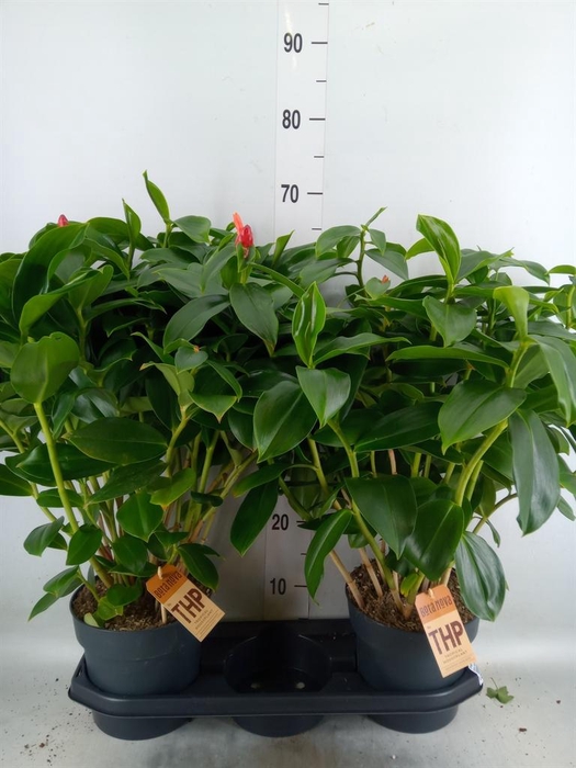 <h4>Planten   ...green L%</h4>