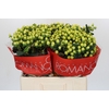 Hypericum Smiley Romance