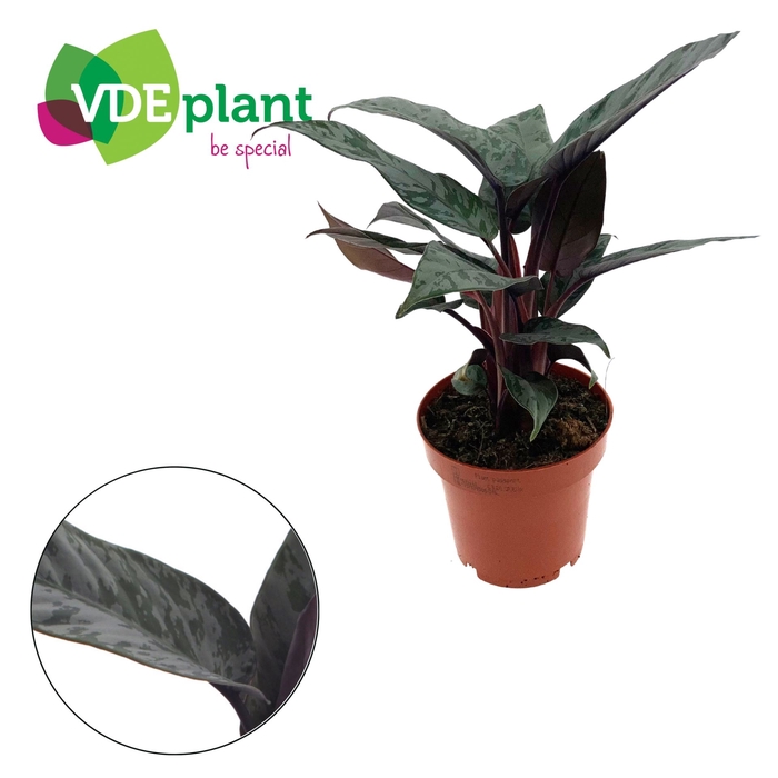 Apoballis acuminatis