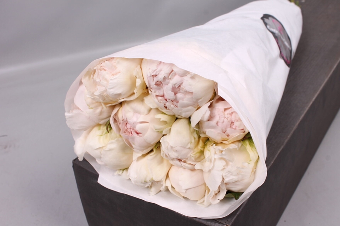 <h4>Paeonia Brother Chuck | Heavy Quality</h4>
