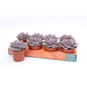 ECHEV PURPLE PEARL
