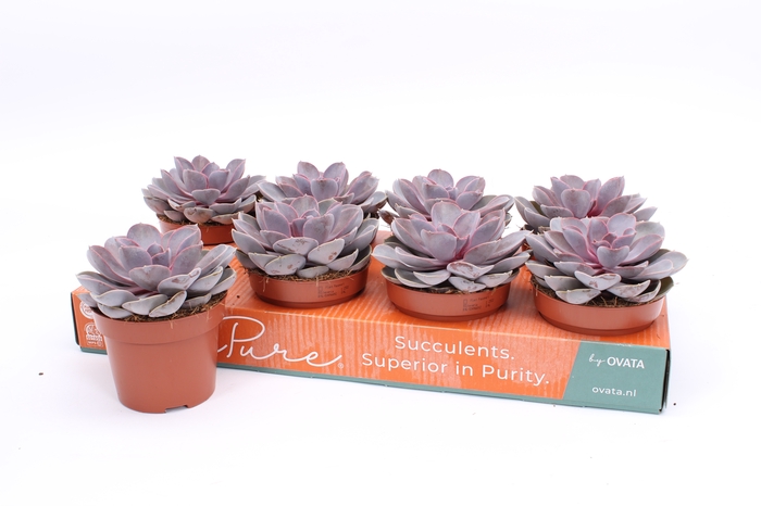 <h4>ECHEV PURPLE PEARL</h4>