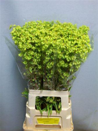 <h4>Euph Ov Gr/rd</h4>