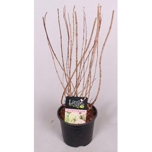 Hydrangea paniculata Little Lime 19 cm