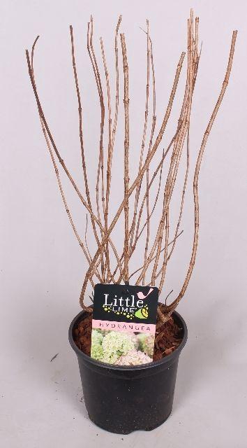 <h4>Hydrangea paniculata Little Lime 19 cm</h4>