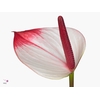 Anthurium Princess Amalia Elegance