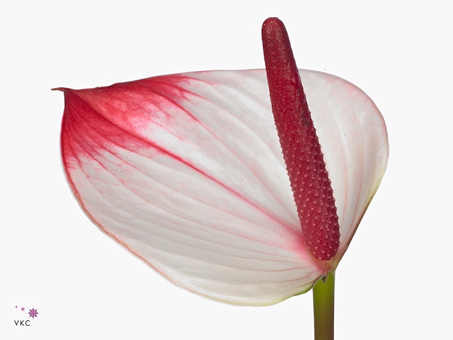 Anthurium Princess Amalia Elegance