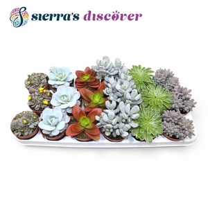 Discover® - Barcelona Succulents Mix (Exclusive)