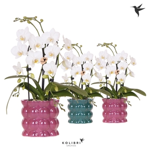 Kolibri Orchids Phalaenopsis Cascade Niagara Fall white 2 spike in Cotton pot green mix
