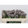 Kaaps Groen Pubescens