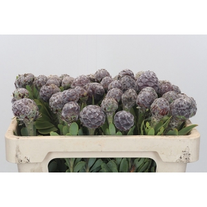 Kaaps Groen Pubescens