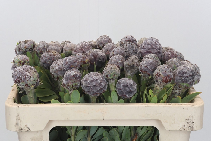 <h4>Kaaps Groen Pubescens</h4>