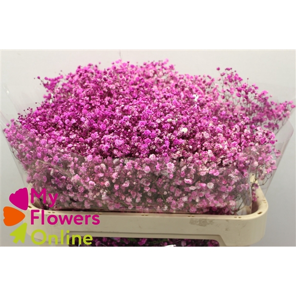 <h4>Gyps Pa Tinted Hot Pink Stem 1000Gr EC</h4>