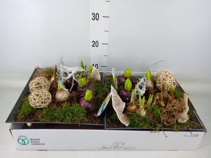 <h4>Arr. Bol/Knolgewas L%</h4>