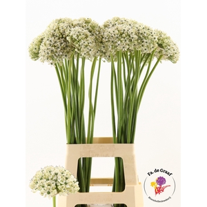 ALLIUM NIGRUM