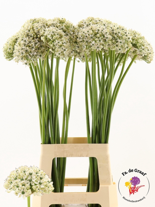 <h4>ALLIUM NIGRUM</h4>