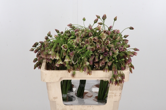 <h4>Allium Siculum</h4>