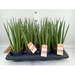 Sansevieria cyl.  ...