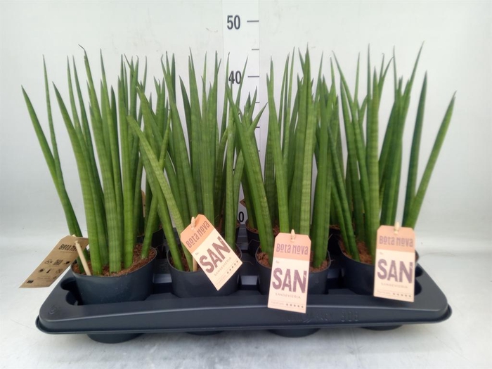 <h4>Sansevieria cyl.  ...</h4>