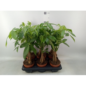 Pachira aquatica