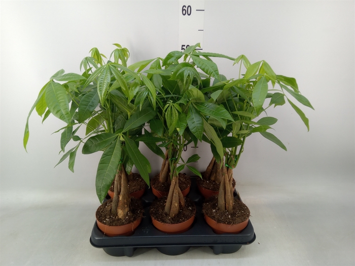 <h4>Pachira aquatica</h4>