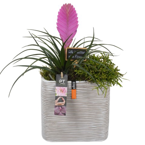 PTIB7533 Arrangementen kamerplanten