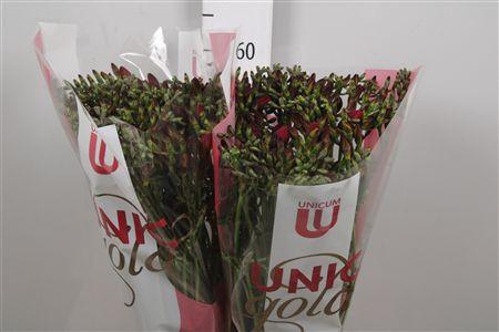 <h4>Fr En Red Passion</h4>