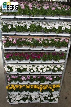 <h4>Osteo Mixk 1 Klr Per Tray</h4>