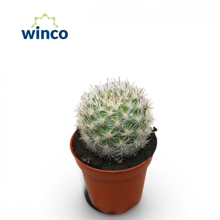 <h4>ECHINOC OV</h4>