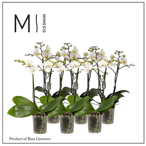 Phalaenopsis Multi White 2 spike - 12cm | Mimesis
