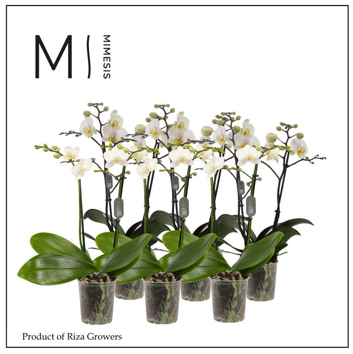 <h4>Phalaenopsis Multi White 2 spike - 12cm | Mimesis</h4>
