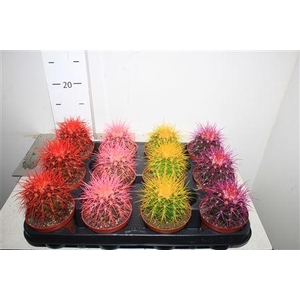 Echinocactus Grusoni Rainbow